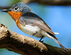 Melanesian Flycatcher