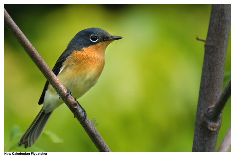 Melanesian Flycatcher female adult