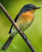 Melanesian Flycatcher