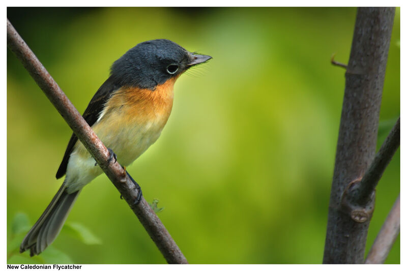 Melanesian Flycatcher female adult