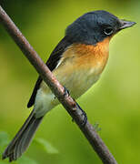 Melanesian Flycatcher