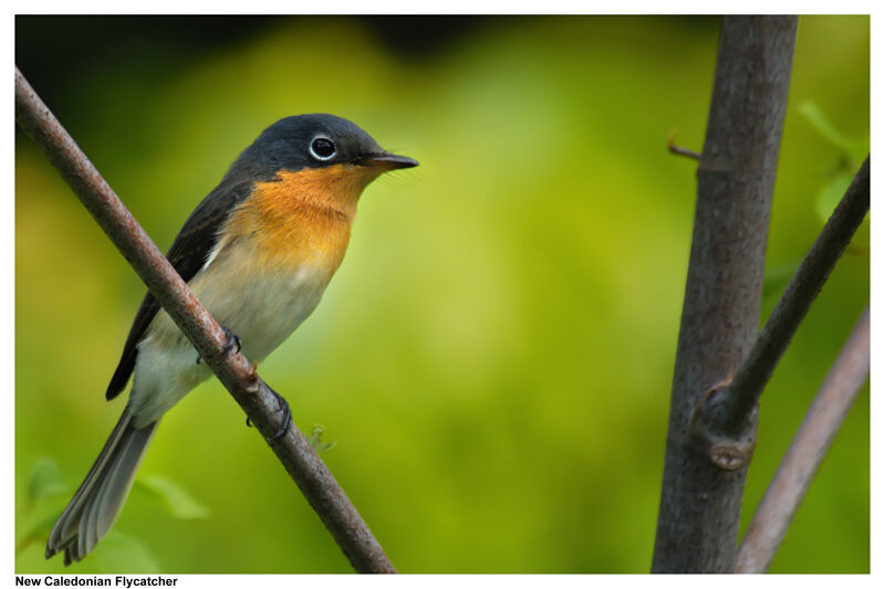 Melanesian Flycatcher female adult