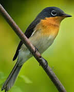 Melanesian Flycatcher