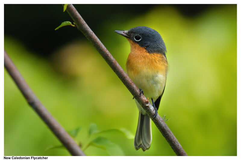 Melanesian Flycatcher female adult