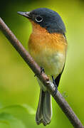 Melanesian Flycatcher