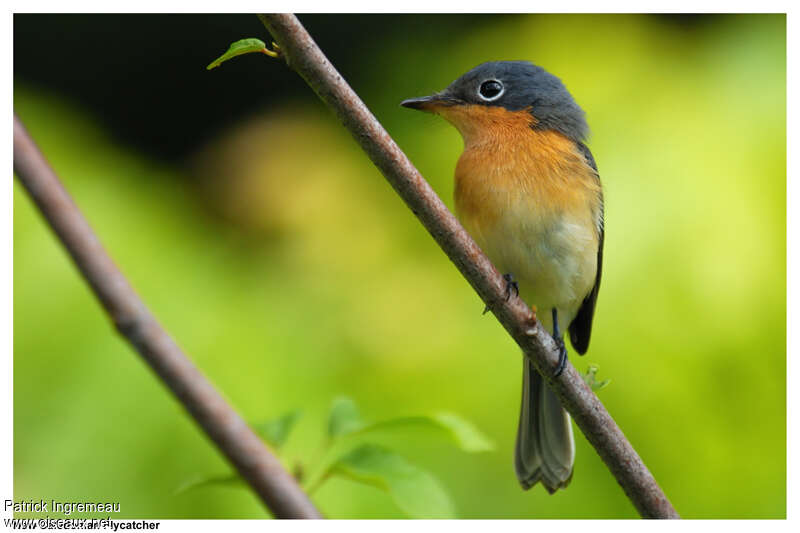 Melanesian Flycatcher female adult