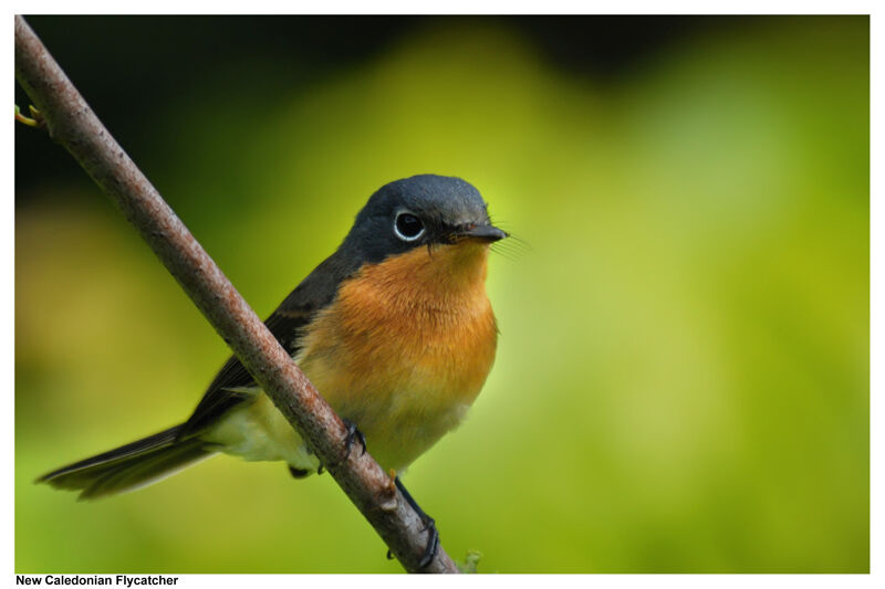 Melanesian Flycatcher female adult