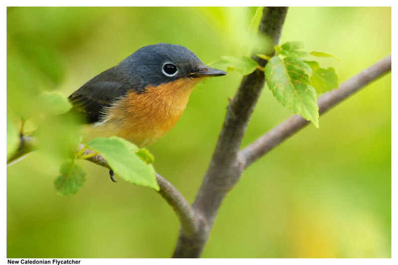 Melanesian Flycatcher female adult