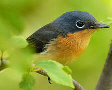 Melanesian Flycatcher