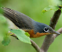 Melanesian Flycatcher