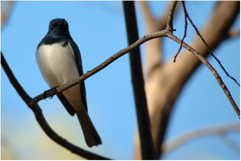 Leaden Flycatcher male adult