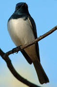 Leaden Flycatcher