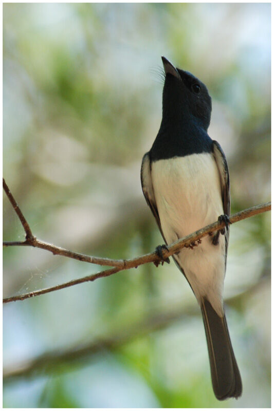 Leaden Flycatcher male adult