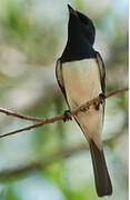 Leaden Flycatcher