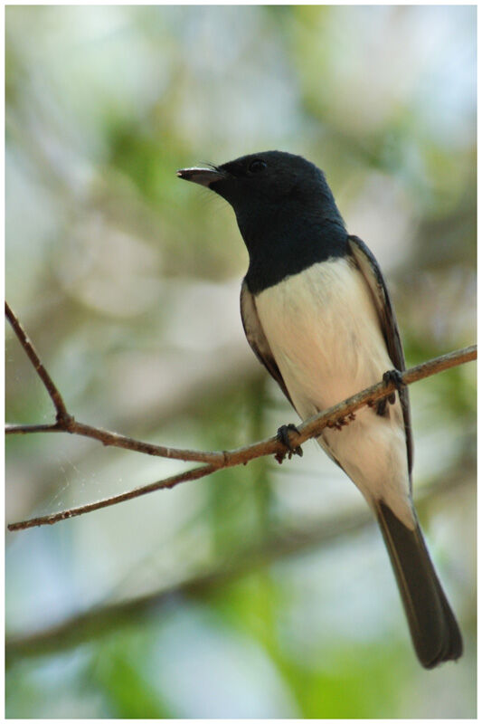 Leaden Flycatcher male adult