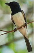 Leaden Flycatcher