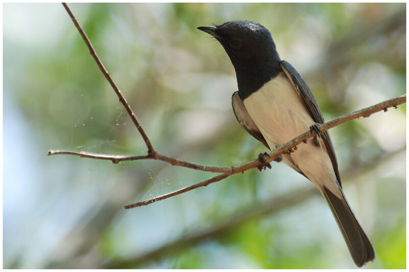 Leaden Flycatcher male adult