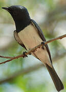 Leaden Flycatcher