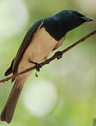 Leaden Flycatcher