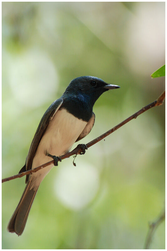 Leaden Flycatcher male adult