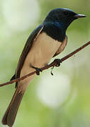 Leaden Flycatcher