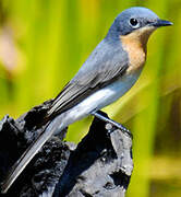 Leaden Flycatcher