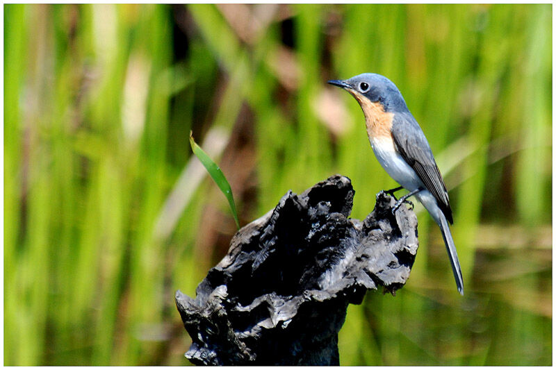 Leaden Flycatcher female adult