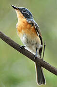 Satin Flycatcher