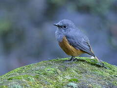 Forest Rock Thrush