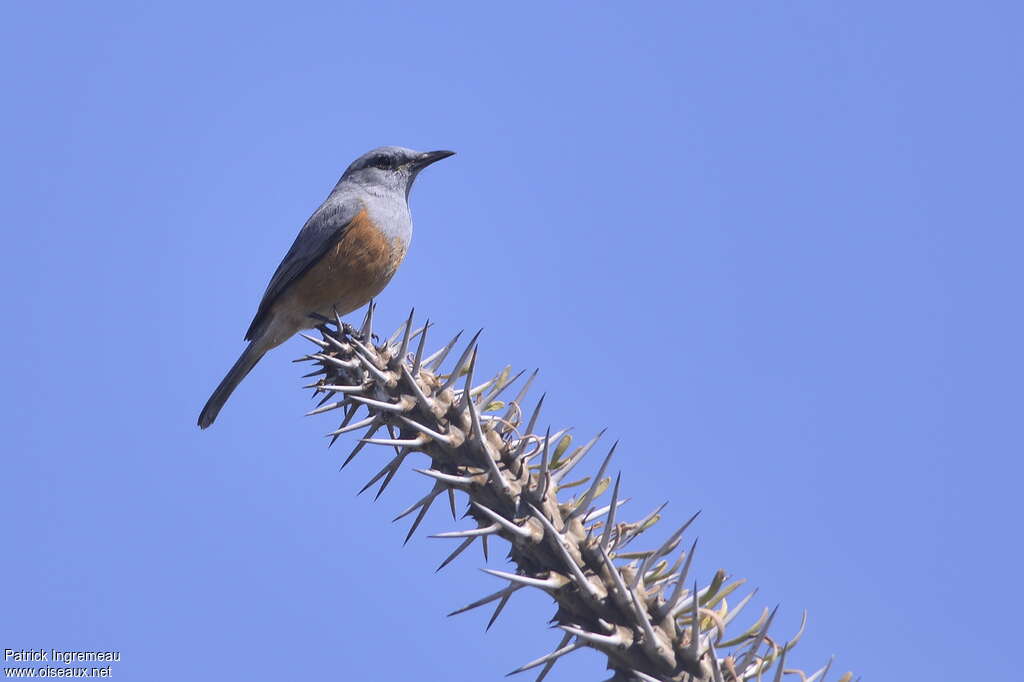 Littoral Rock Thrush male adult breeding, identification