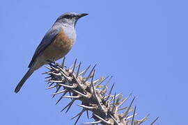 Littoral Rock Thrush