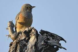 Littoral Rock Thrush