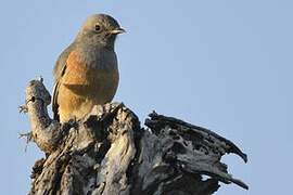 Littoral Rock Thrush