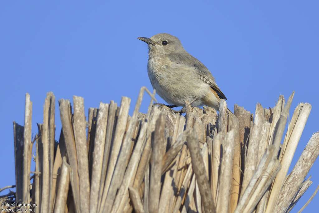 Monticole du littoral femelle adulte nuptial, identification