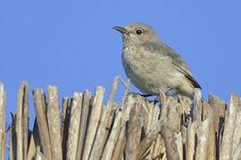 Littoral Rock Thrush