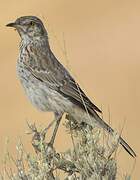 Sage Thrasher