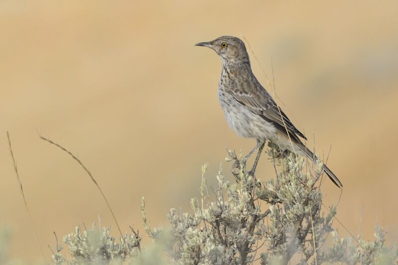 Sage Thrasheradult