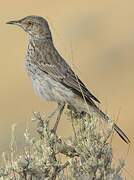 Sage Thrasher