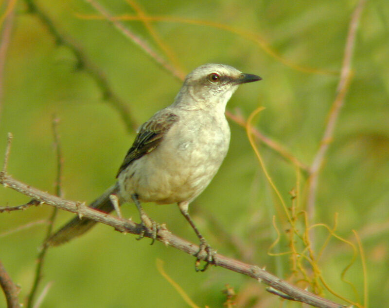 Tropical Mockingbird