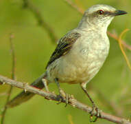 Tropical Mockingbird