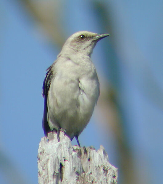 Tropical Mockingbird