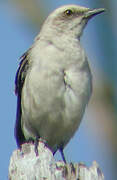 Tropical Mockingbird