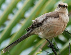 Tropical Mockingbird