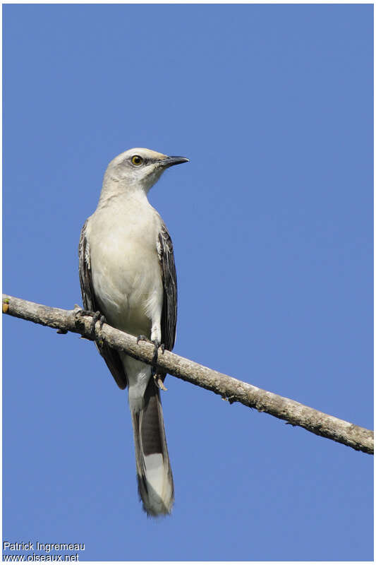 Tropical Mockingbirdadult, close-up portrait