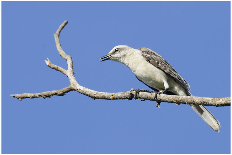 Tropical Mockingbirdadult