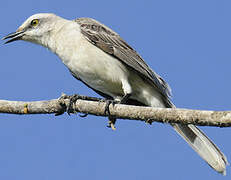 Tropical Mockingbird