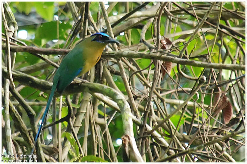 Amazonian Motmotadult, identification