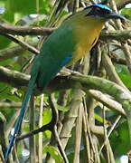 Amazonian Motmot