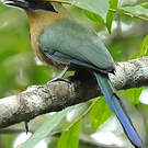Motmot houtouc
