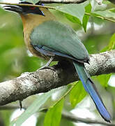 Motmot houtouc